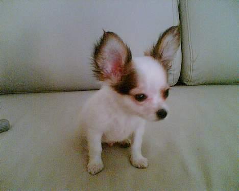 Chihuahua Zaki - Zaki har vist fået øje på noget.. Her er han 3 mdr. Fra den 13/10-05 billede 8