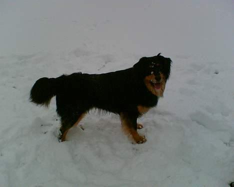 Blanding af racer Basse R.I.P - elsker sne billede 2