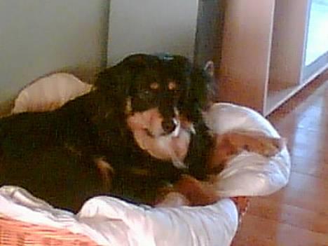 Blanding af racer Basse R.I.P - Slapper af i min kurv billede 3
