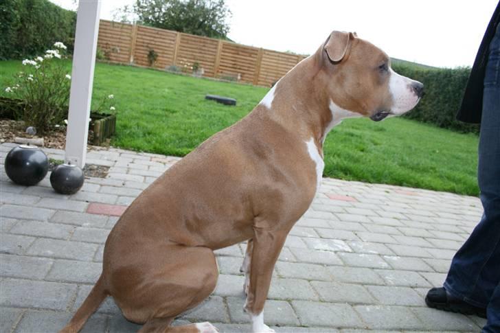 Amerikansk staffordshire terrier Cosmo (Du er savnet) - Holder lige øje med om der kommer nogen  *NYT* billede 9