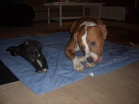 Amerikansk staffordshire terrier Cosmo (Du er savnet) - Min bedst ven Felix. Og fanget i et roligt øjeblik... ;o) billede 10