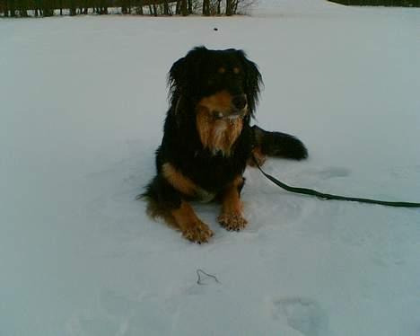 Blanding af racer Basse R.I.P billede 4