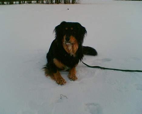 Blanding af racer Basse R.I.P billede 5