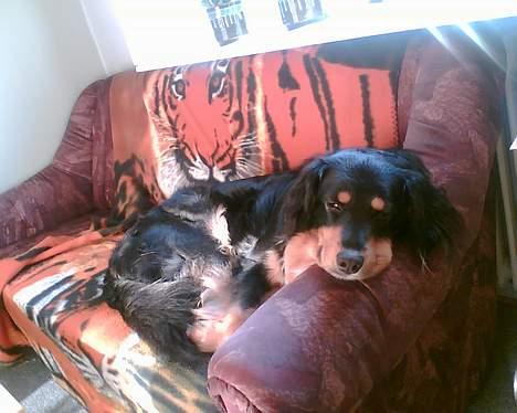 Blanding af racer Basse R.I.P - Ligger og daser i min egen sofa billede 6