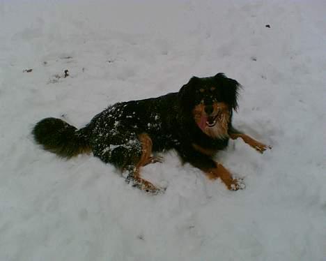 Blanding af racer Basse R.I.P - Leger igen snehund billede 8