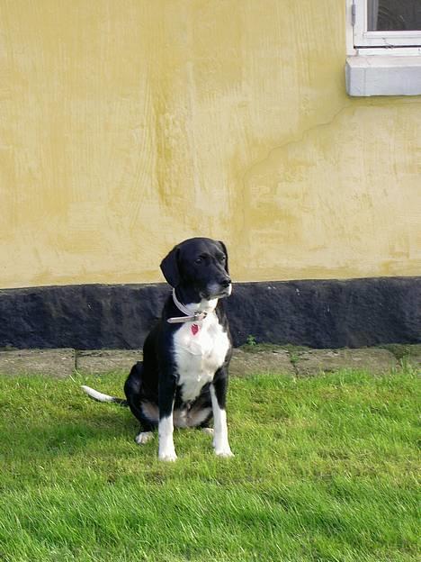 Blanding af racer R.I.P. Molly R.I.P. - 1) Molly ude ved huset. billede 1