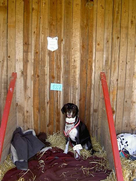 Blanding af racer R.I.P. Molly R.I.P. - 2)Molly på dyreskue 2006 billede 2