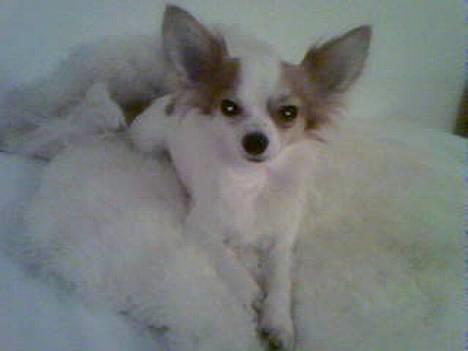 Chihuahua Zaki billede 9