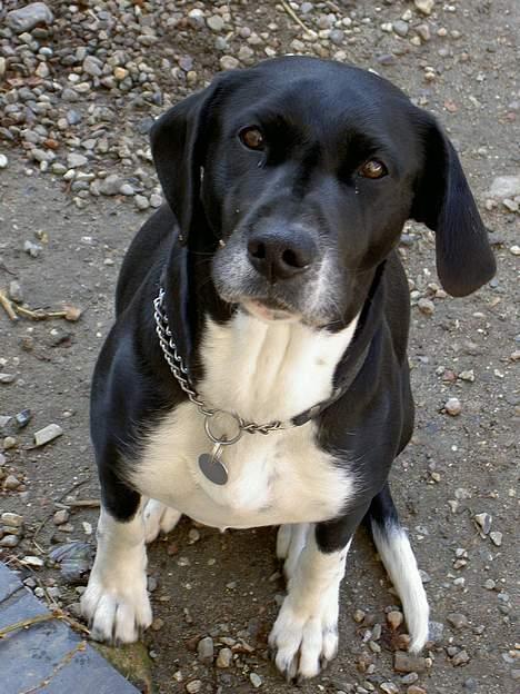 Blanding af racer R.I.P. Molly R.I.P. - 3) Molly billede 3