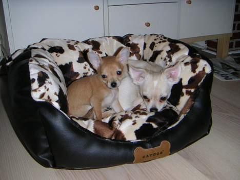 Chihuahua Samson - Chico og lille mig hygger os rigtigt ;-) billede 10