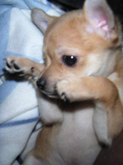 Chihuahua Samson billede 11