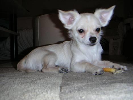 Chihuahua Chico billede 16