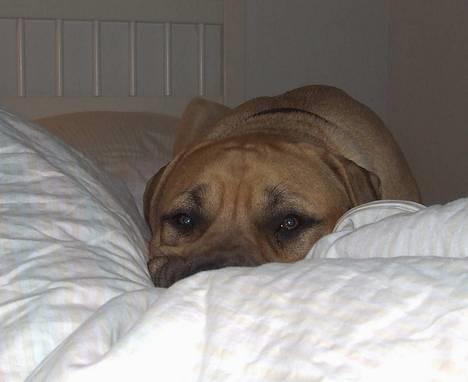 Boerboel ~ Victor ~ R.I.P - I´m not here - må nemlig ikke ligge i sengen (27 marts 06) billede 7