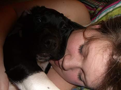 Blanding af racer Bertil - &#197;rh, hvor jeg dog putter med mor.. billede 7