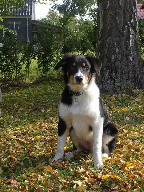 Border collie Speedy ( RIP desværre blevet aflivet i 2012 ) billede 9