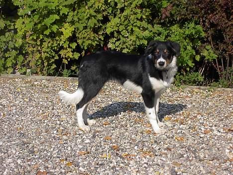 Border collie Speedy ( RIP desværre blevet aflivet i 2012 ) billede 11