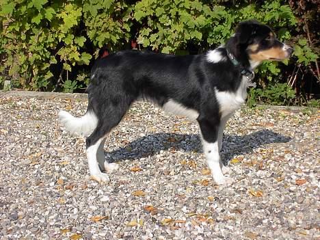 Border collie Speedy ( RIP desværre blevet aflivet i 2012 ) billede 10