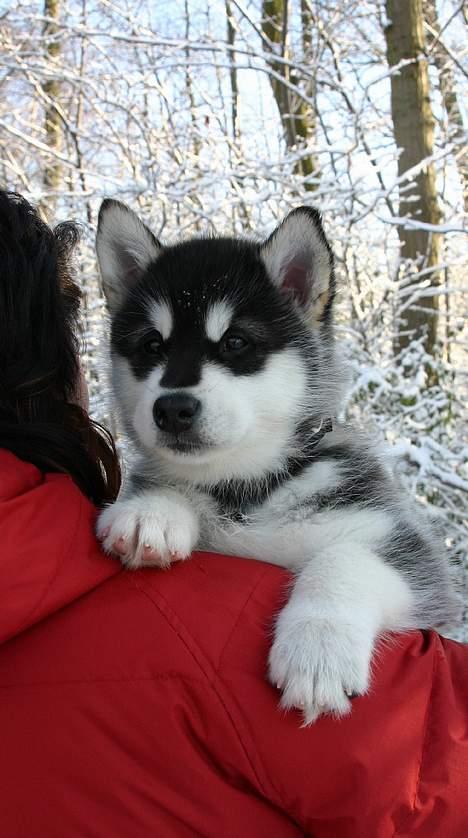 Alaskan malamute Chinuq - små ben bliver hurtigt trætte - godt man ikke vejer mere end man kan bæres billede 2