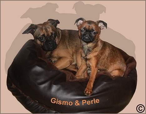 Griffon petit brabancon Perle - Gismo & Perle billede 8