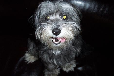 Tibetansk terrier Shanga billede 1