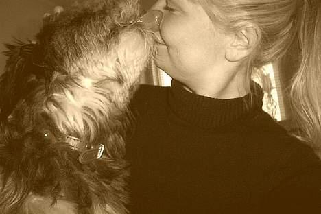 Tibetansk terrier Shanga billede 2