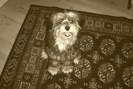 Tibetansk terrier Shanga billede 3