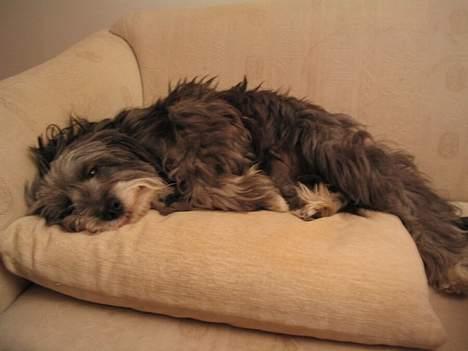 Tibetansk terrier Shanga billede 4