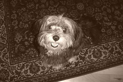 Tibetansk terrier Shanga billede 5