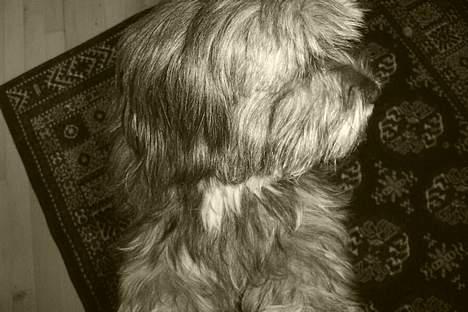 Tibetansk terrier Shanga billede 6