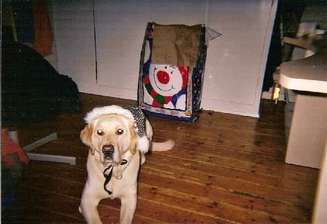 Blanding af racer Trunte R.I.P. - Jul. billede 4