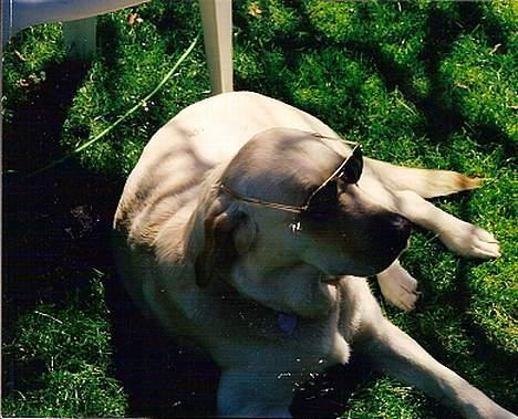 Blanding af racer Trunte R.I.P. - Er jeg snart blevet til en brun lab?? billede 5