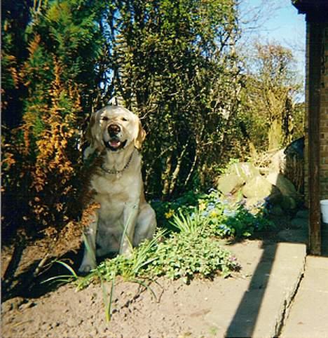 Blanding af racer Trunte R.I.P. - Sommer. billede 6