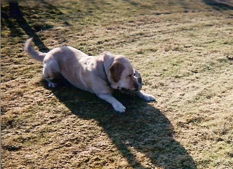 Blanding af racer Trunte R.I.P. - Trunte hygger sig med sin fodbold i haven. billede 7
