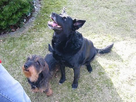 Blanding af racer Freia RIP - tigge tigge tigge tigge tigge! billede 12