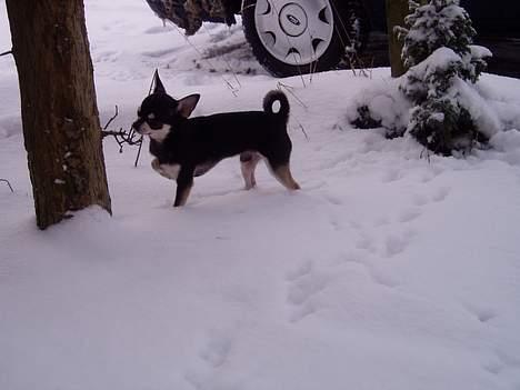 Chihuahua mingus - uhh det er altså koldt om futterne det her mor! billede 6