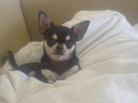 Chihuahua mingus - hejsa *smiler* billede 7