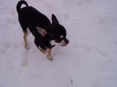 Chihuahua mingus - nej hvor er det altså koldt det hvide stads her! billede 8