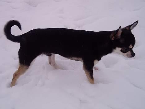 Chihuahua mingus - hmm det lugter ikke rigtig af noget...? billede 9