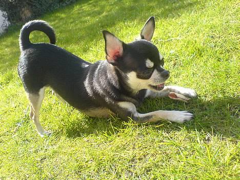 Chihuahua mingus - er jeg ikke bare sød??? billede 10