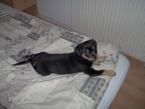 Rottweiler Sally billede 8