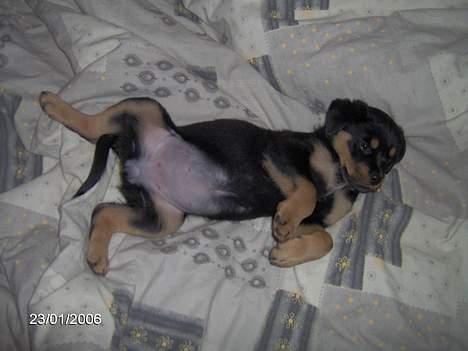 Rottweiler Sally billede 9