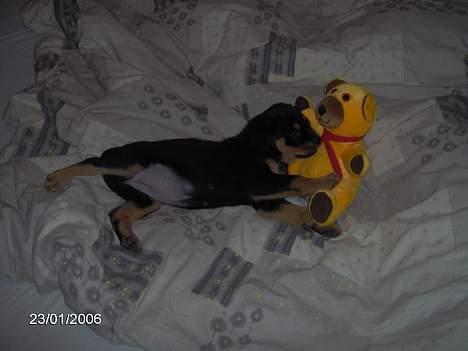 Rottweiler Sally billede 10
