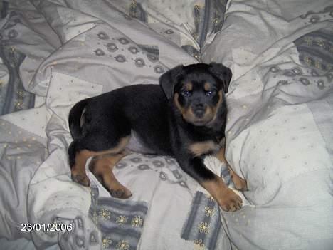 Rottweiler Sally billede 11