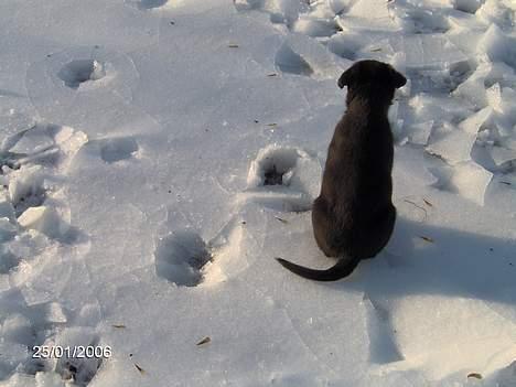 Rottweiler Sally billede 12