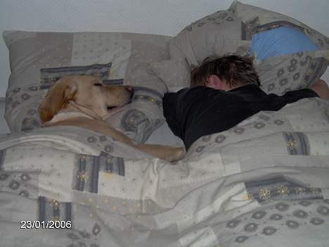 Labrador retriever Molly - Vi er trætte... billede 11