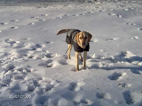 Labrador retriever Molly billede 12