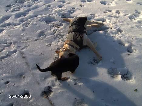 Labrador retriever Molly billede 13