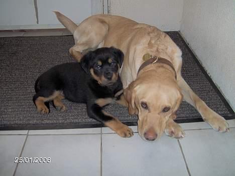 Labrador retriever Molly - Molly og Sally billede 14