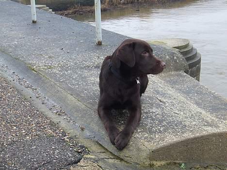 Labrador retriever Ollie (Gilbak´s Robin) billede 16