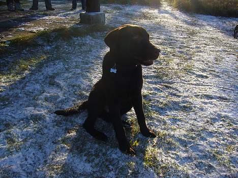 Labrador retriever Ollie (Gilbak´s Robin) billede 17